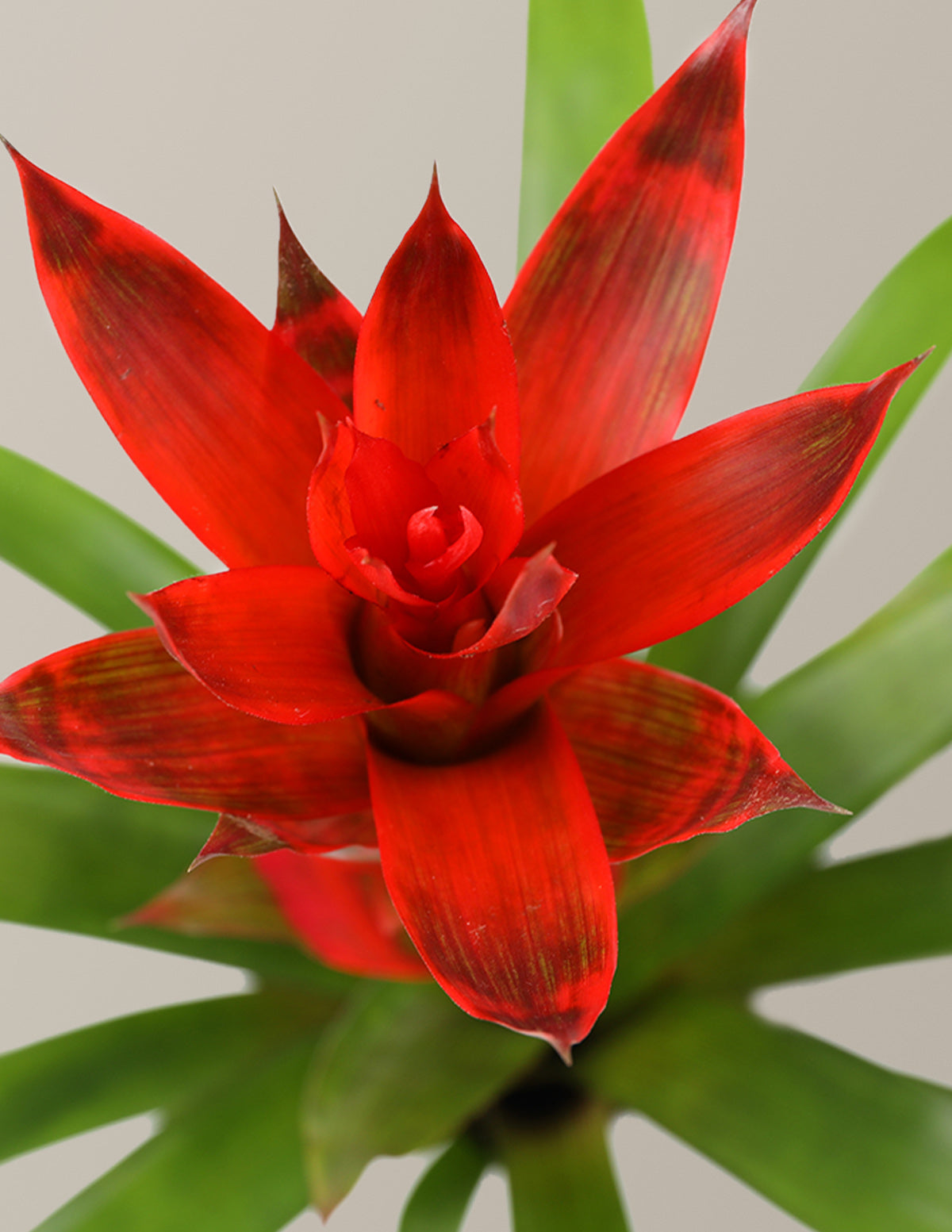 Bromeliad Red Guzmania Hope Houseplant - Small (14