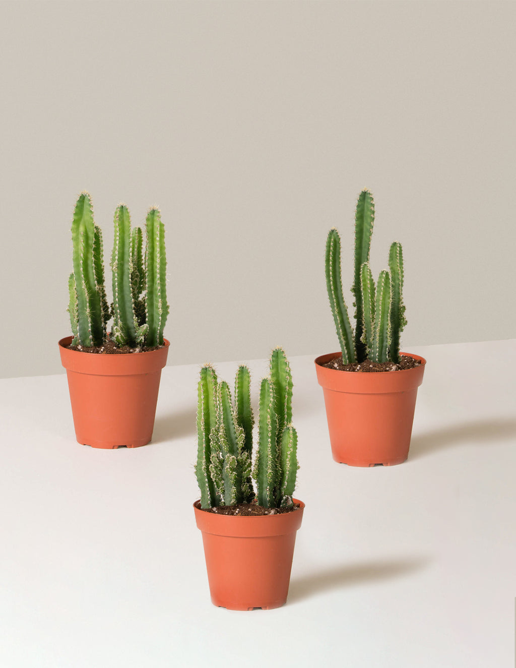Fairy Castle Cactus