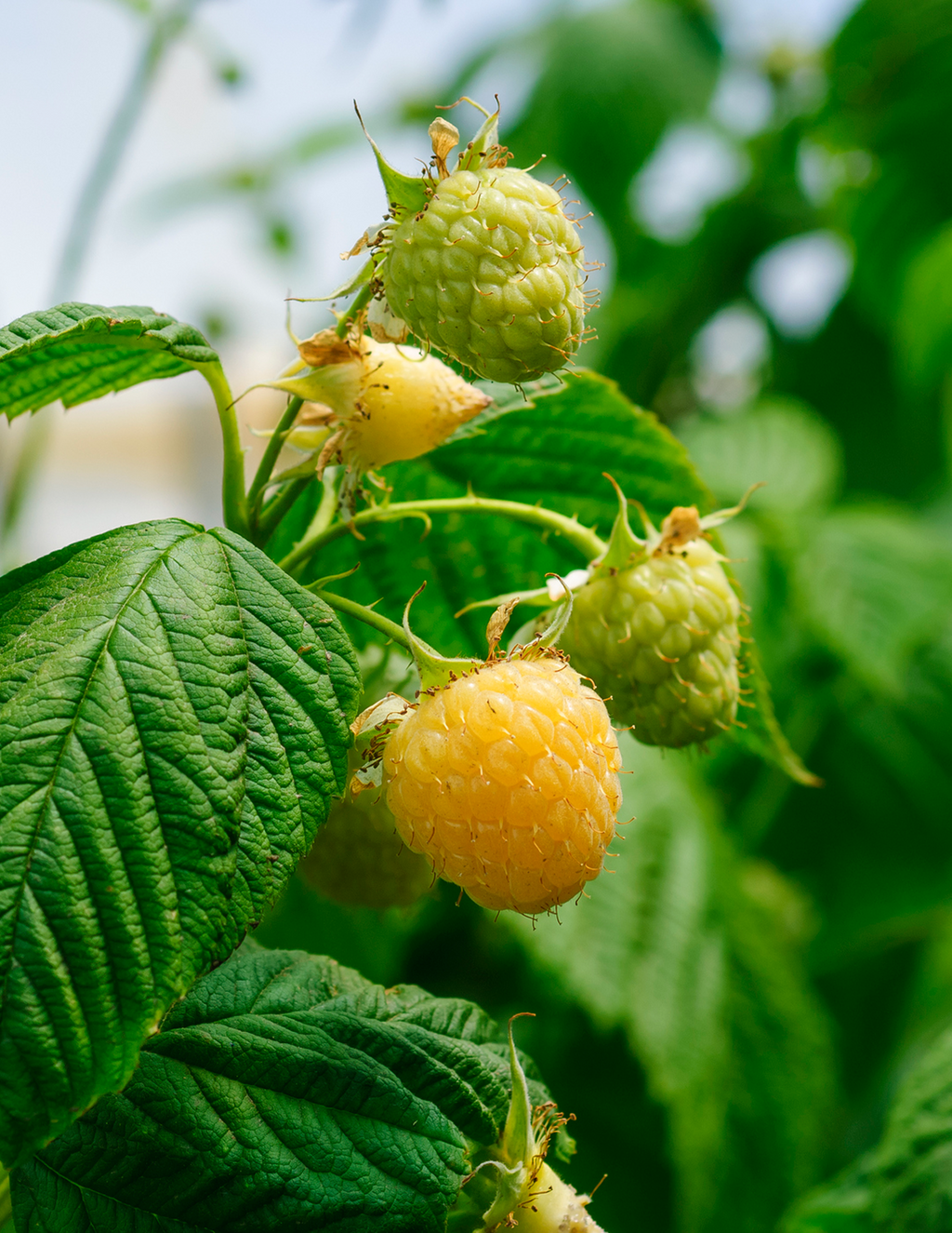 Fall Gold Raspberry