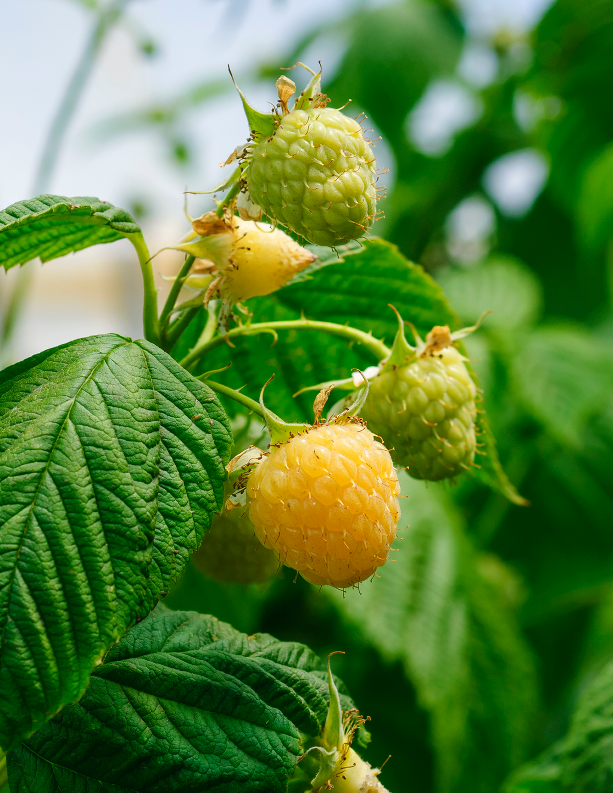 raspberry fruit plant Fall Gold Raspberry
