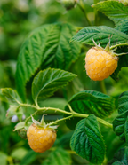 Fall Gold Raspberry