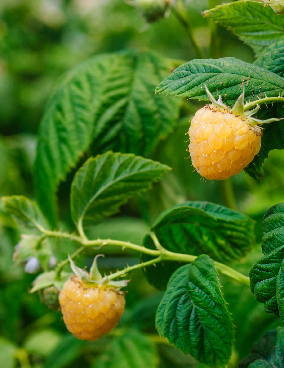 Fall Gold Raspberry