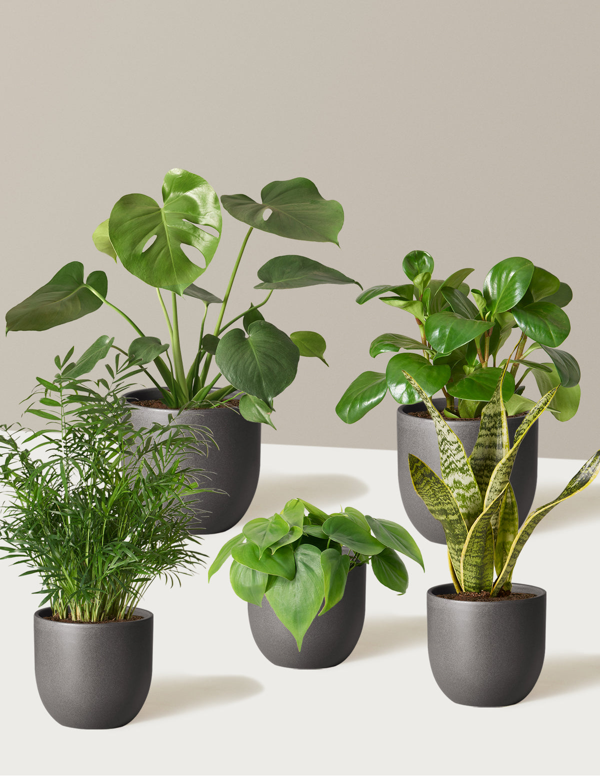 5 pot plants The Favorite 5 Bundle with Planter