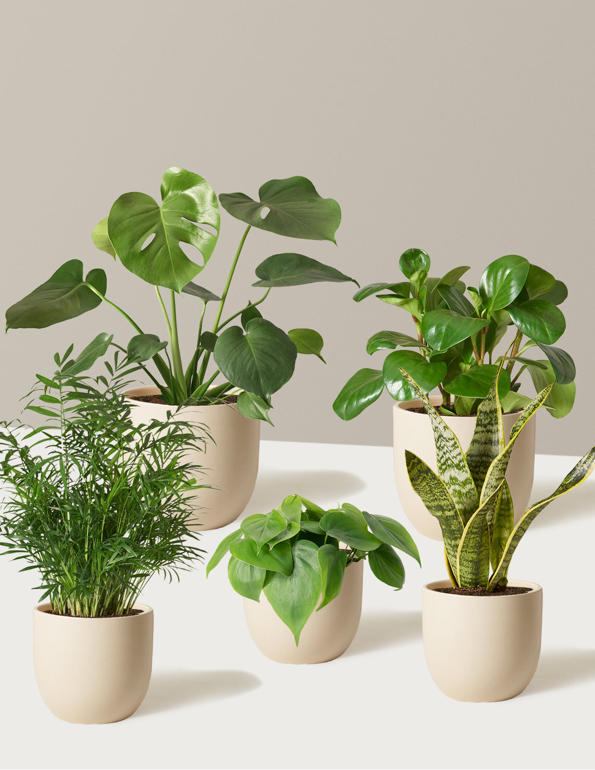 The Favorite 5 Bundle with Planter