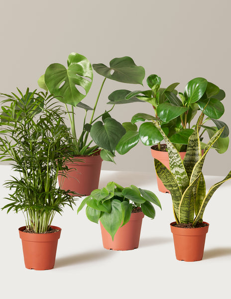 The Favorite 5 Bundle | Shop Indoor Houseplants & Gifts