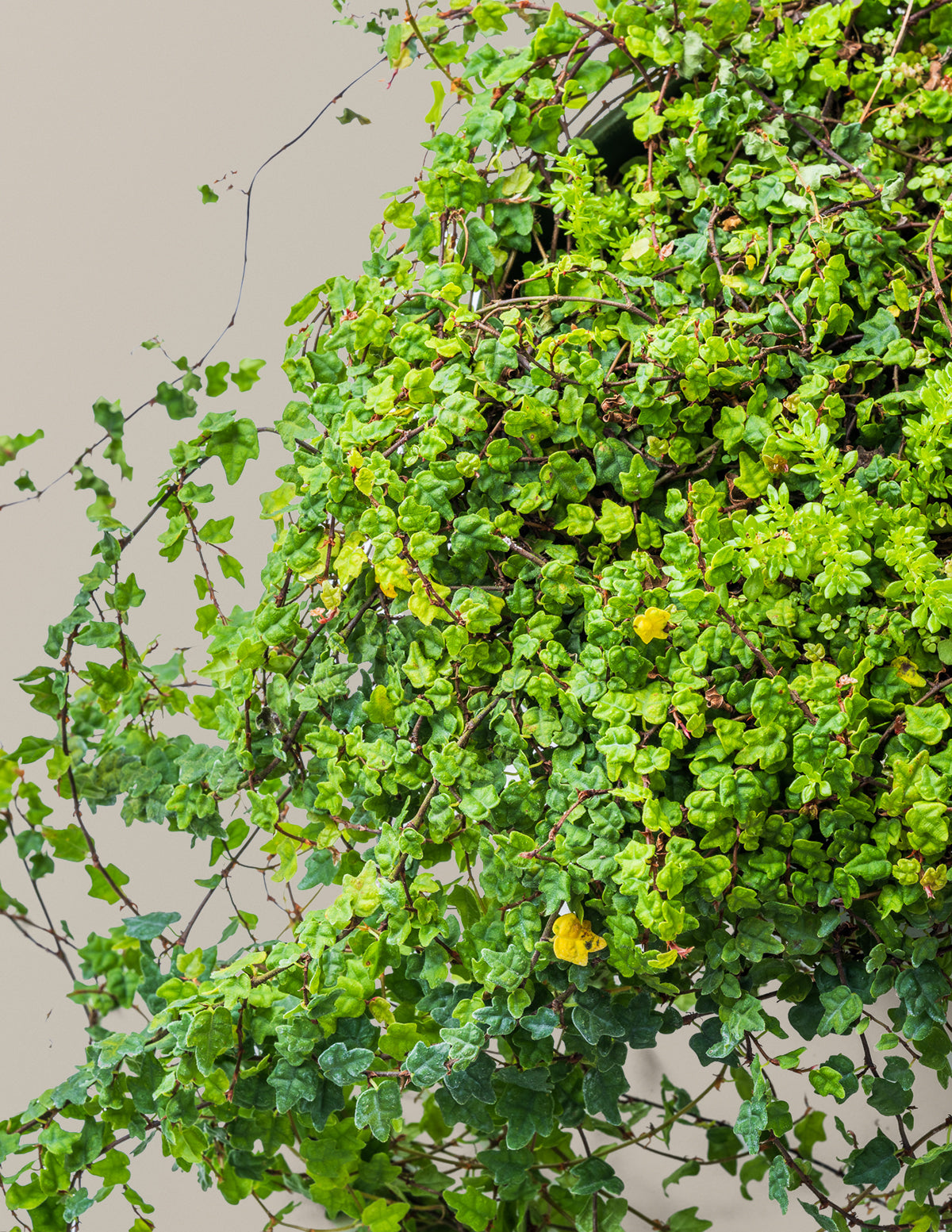 frog in my house plant String of Frogs | Tropical Indoor Plants & Houseplants for Delivery