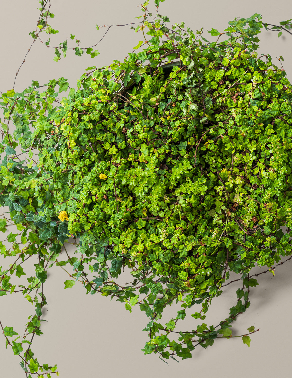 frog in my house plant String of Frogs | Tropical Indoor Plants & Houseplants for Delivery