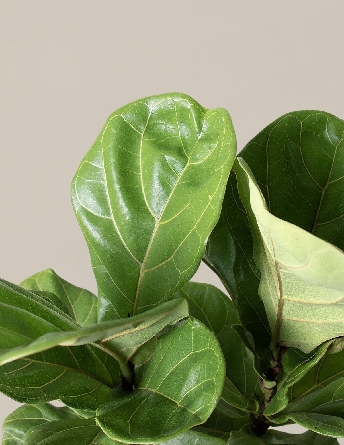 fiddle leaf fig tree order online The Sill Fiddle Leaf Fig Houseplants, Medium in Cream