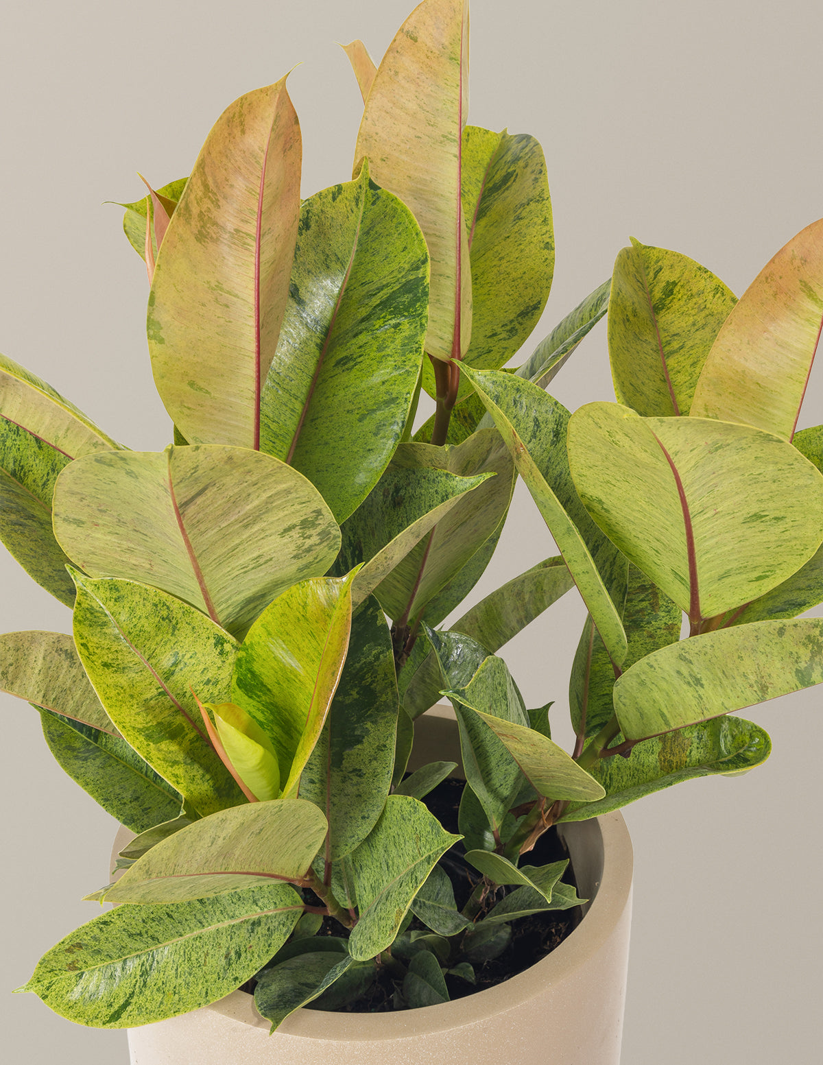 Ficus Shivereana