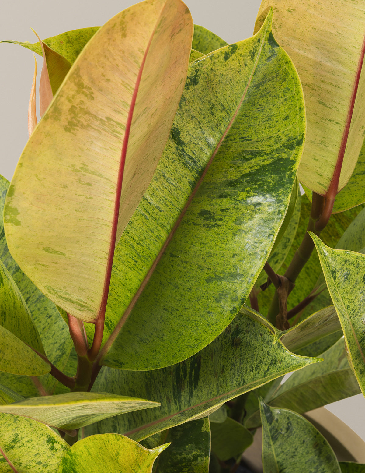 Ficus Shivereana