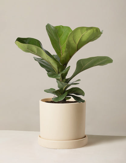 Fiddle Leaf Fig Bush