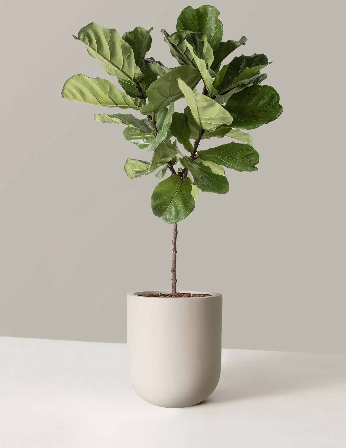 The Sill Fiddle Leaf Fig - Thumbnail 5