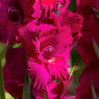 Fidelo Gladiolus Bulbs