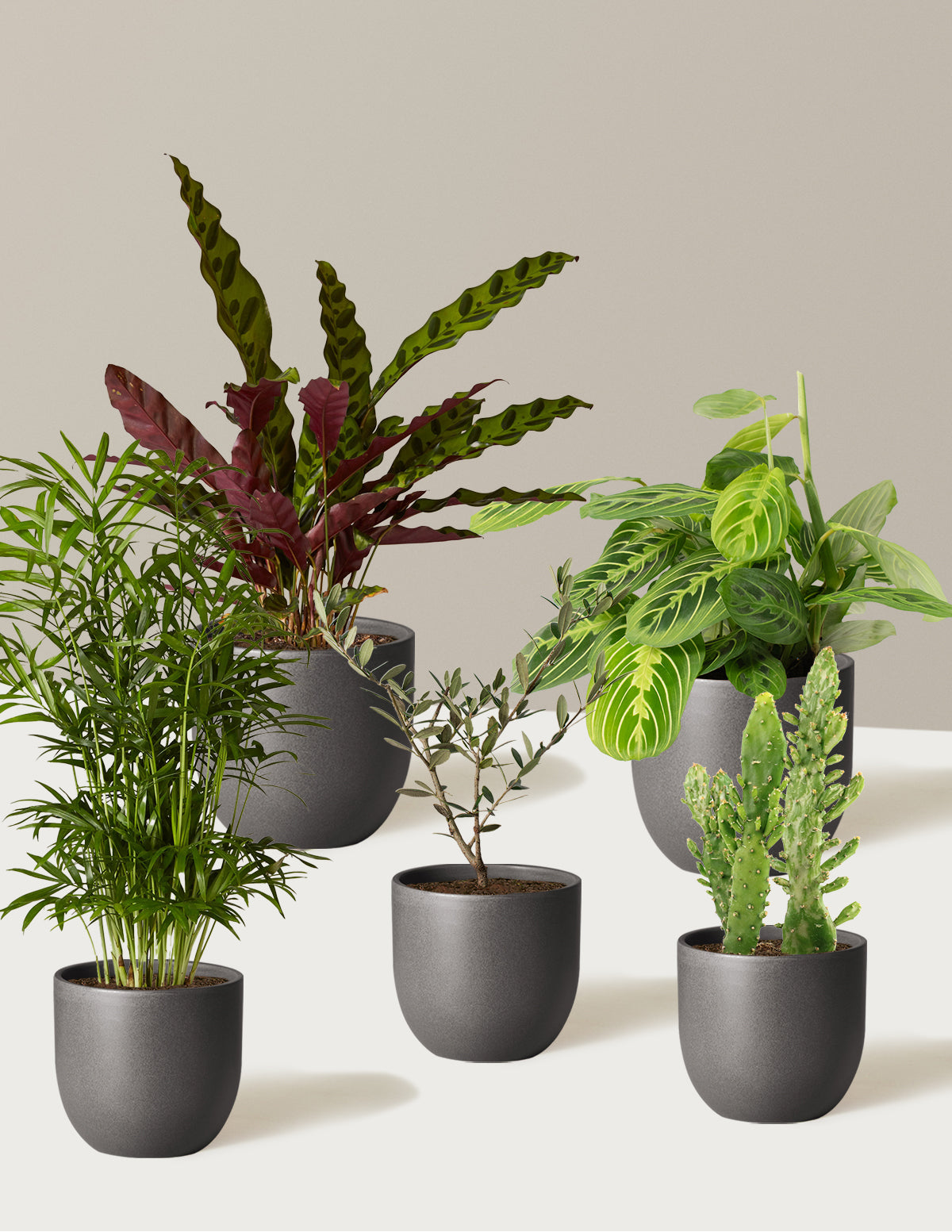 Pet-Friendly Plant Parent Set with Planter - 3 Cream Planter