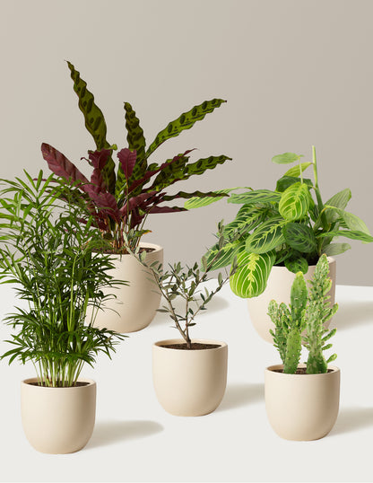 best indoor plants pet friendly Pet-Friendly Plant Parent Set with Planter - 3 Cream Planter