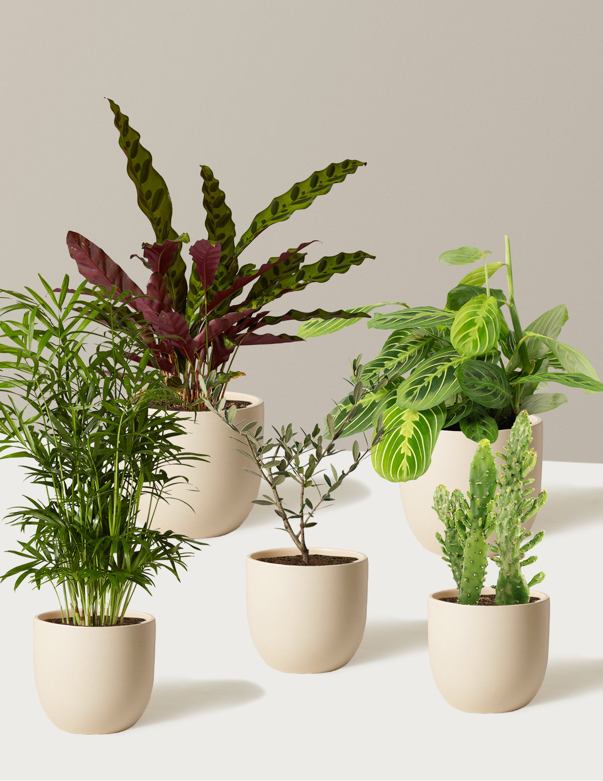 beautiful plant pots Pet-Friendly Plant Parent Set with Planter - 3 Cream Planter