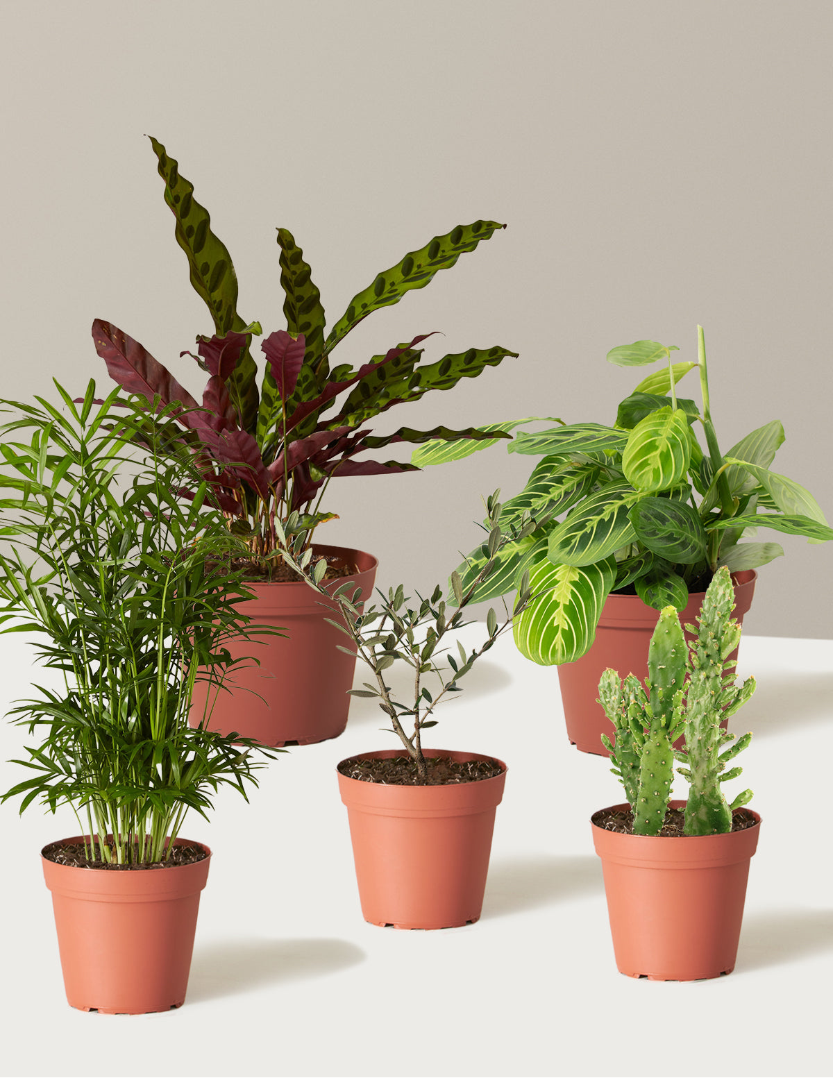bundle | 5 Plants | Grow Pot