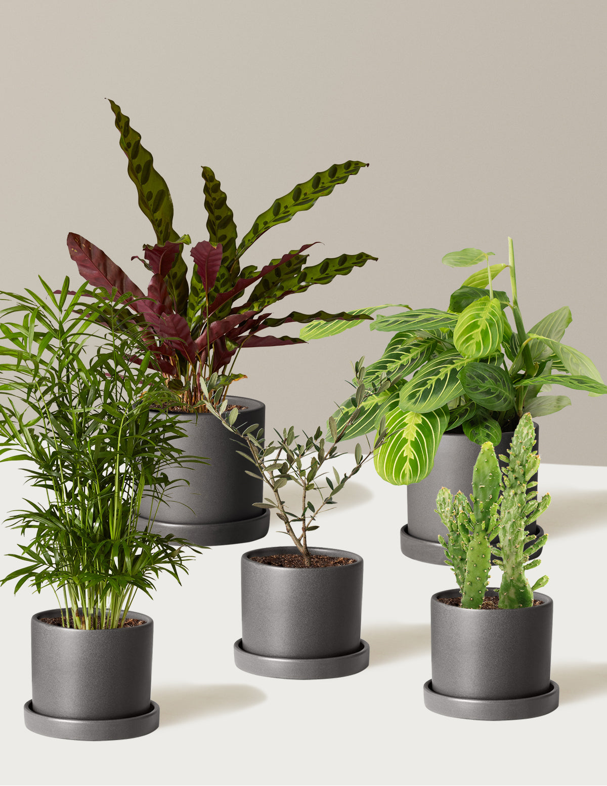 planter pot set Pet-Friendly Plant Parent Set with Planter - 3 Cream Planter