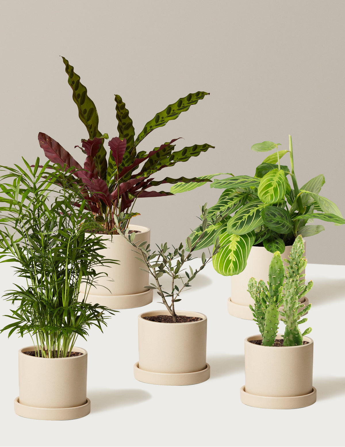 plant pot pet Pet-Friendly Plant Parent Set with Planter - 3 Cream Planter