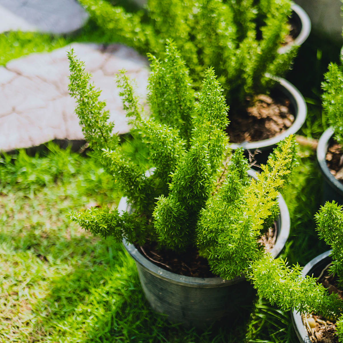 Foxtail Fern
