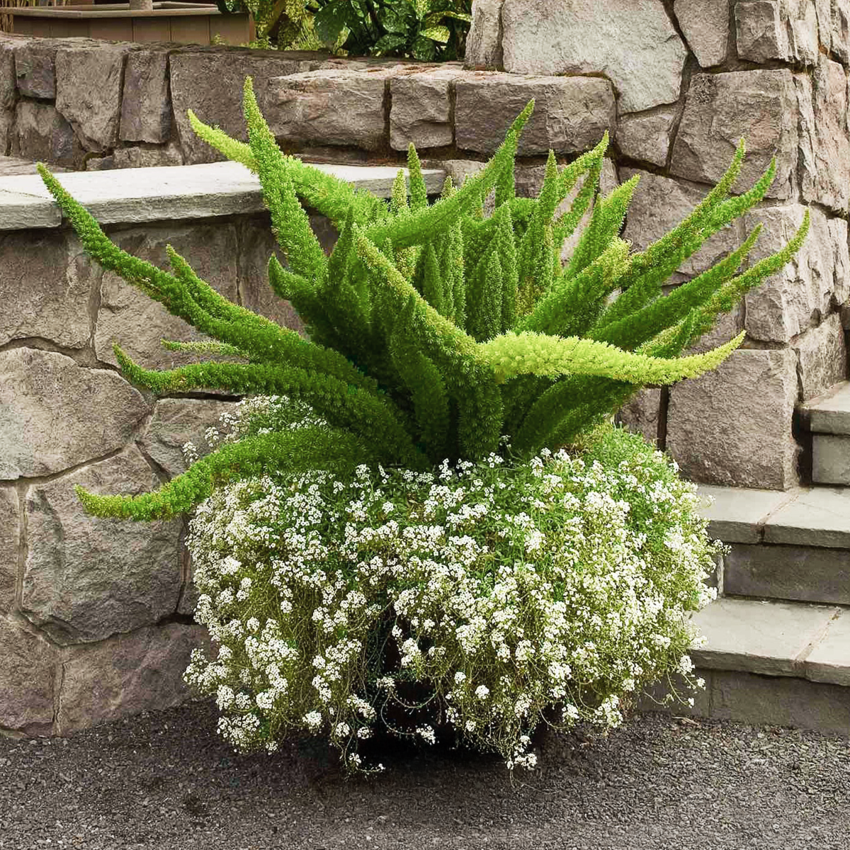 foxtail succulent 10-Pack Foxtail Fern | 1 Gallon - 2-Pack