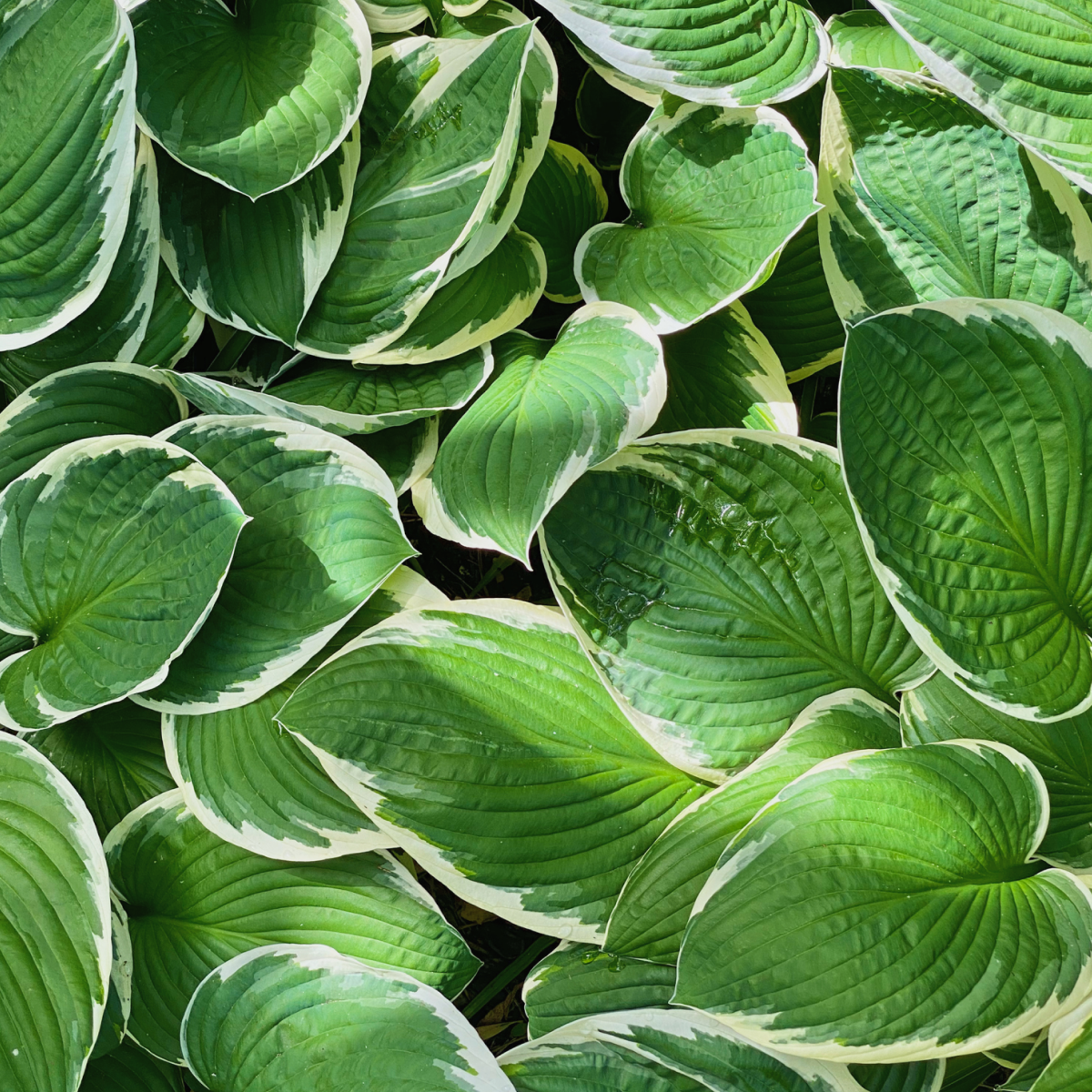 10-Pack Francee Hosta | 1 Gallon - 2-Pack | Isabella