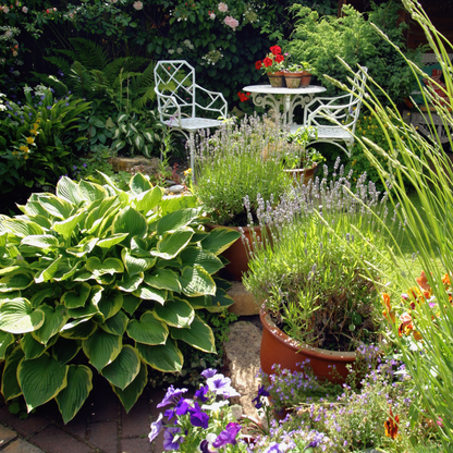 Francee Hosta