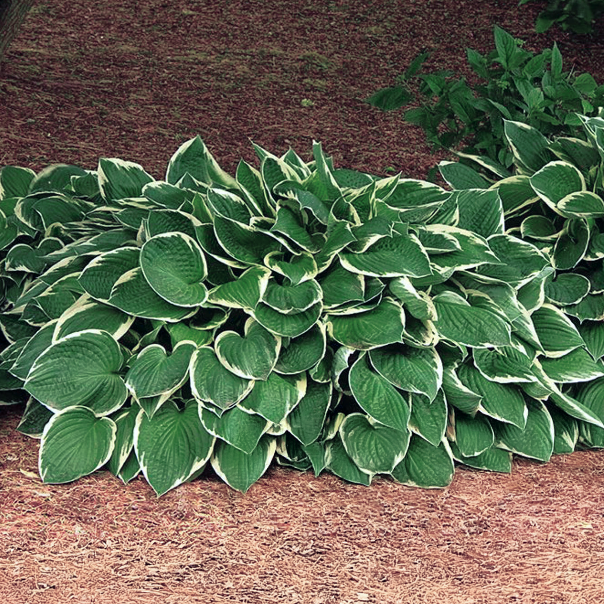 francee hosta plant Francee Hosta