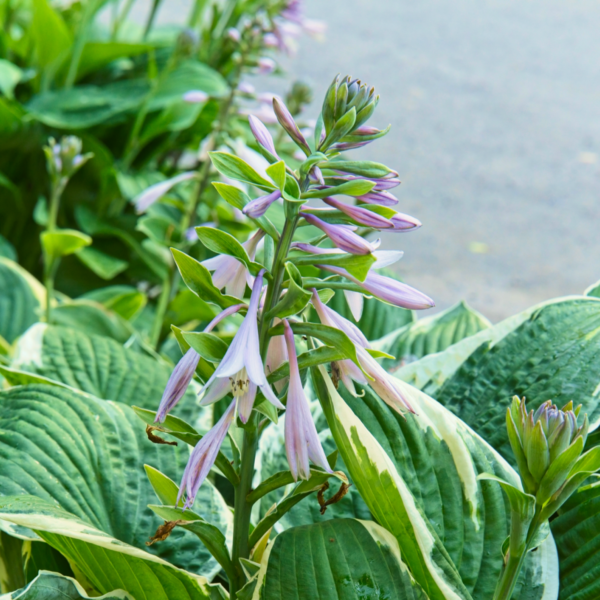 francee hosta plant 10-Pack Francee Hosta | 1 Gallon - 2-Pack | Isabella