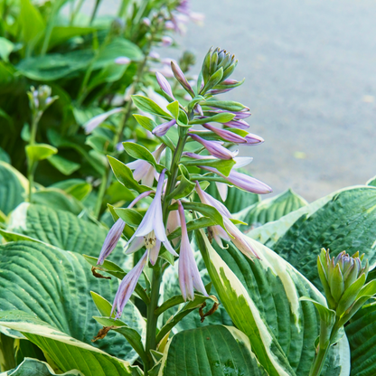 Francee Hosta