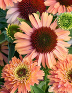 Fresco® Apricot Coneflower