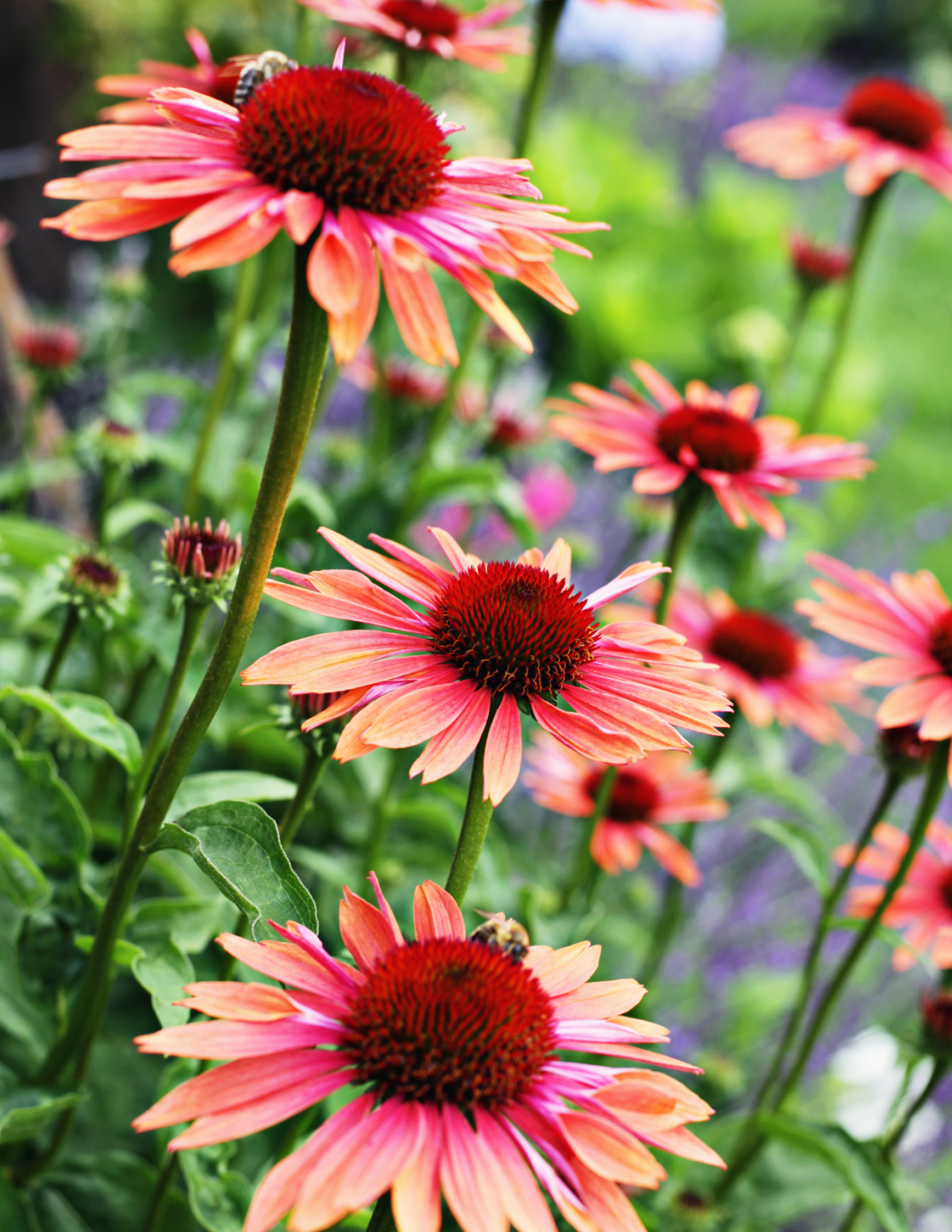 Fresco® Apricot Coneflower