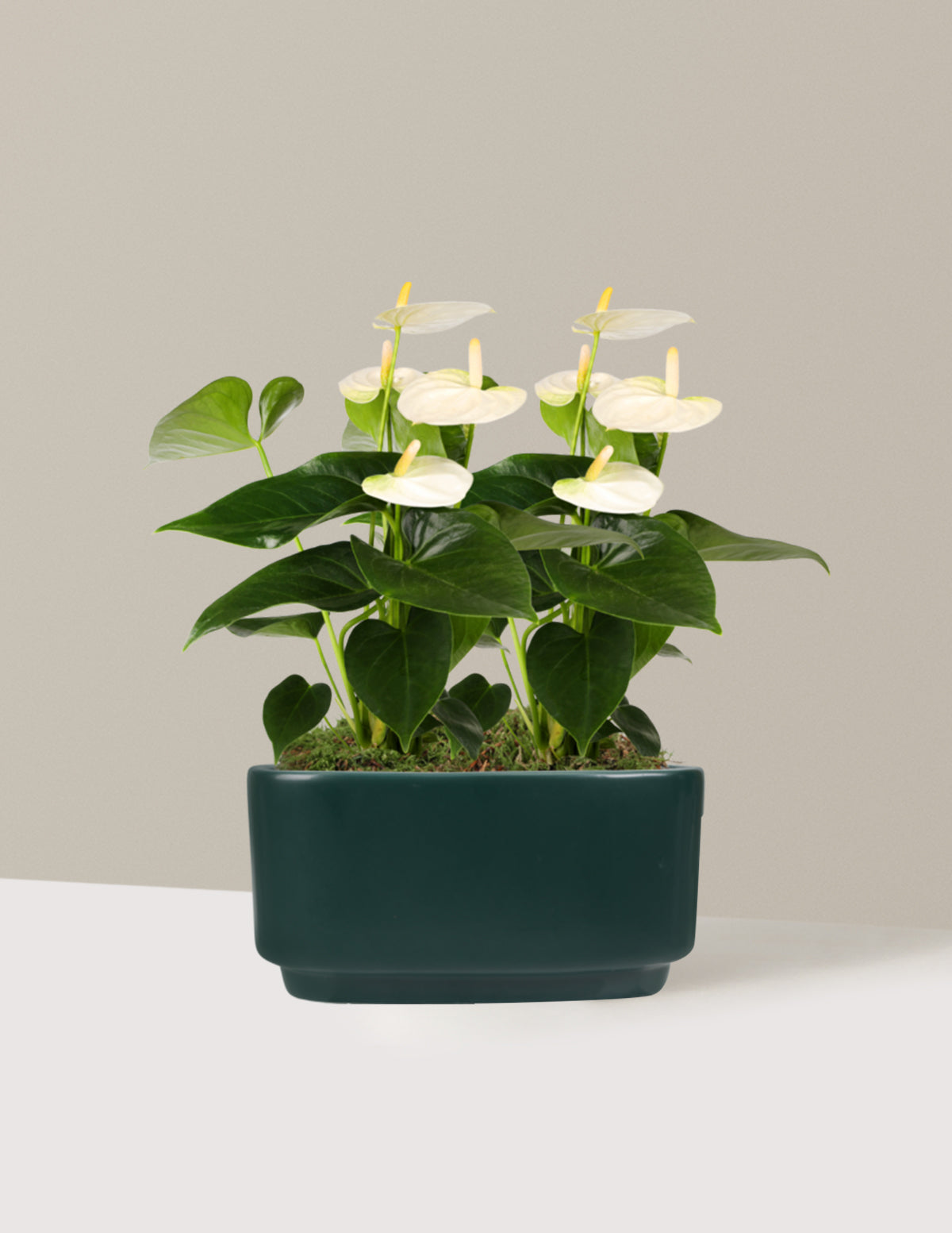 Large Double Anthurium