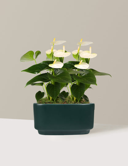 Large Double Anthurium