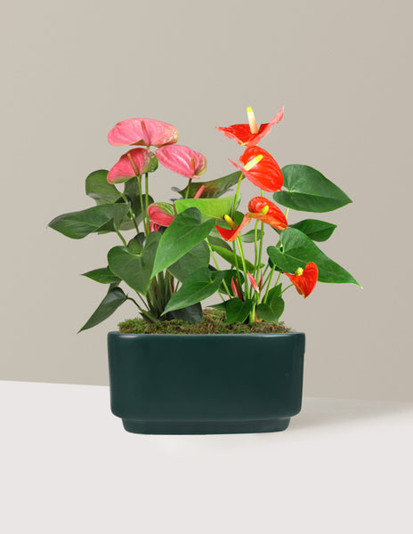 Large Double Bi-Color Anthurium | Indoor Plants and Houseplants for  Delivery