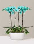 Turquoise Watercolor Double Orchid