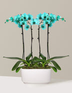 Turquoise Watercolor Double Orchid