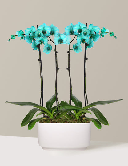 Turquoise Watercolor Double Orchid