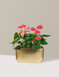 Large Double Anthurium