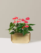 Large Double Anthurium