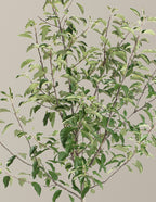 Gala Apple Tree