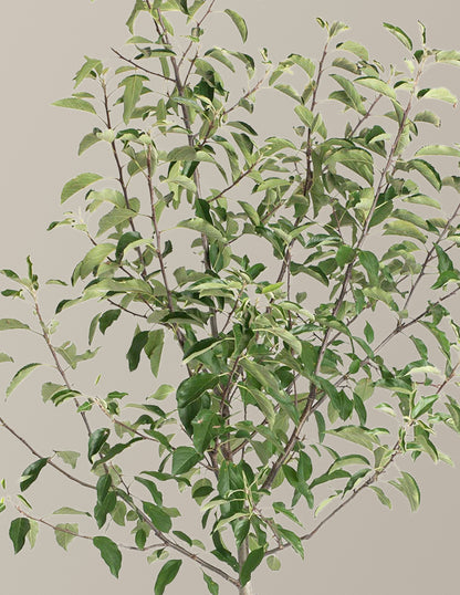 Gala Apple Tree