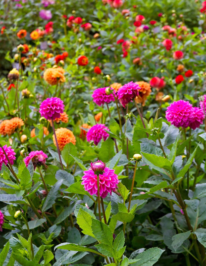 Giant Ball Dahlia Mix