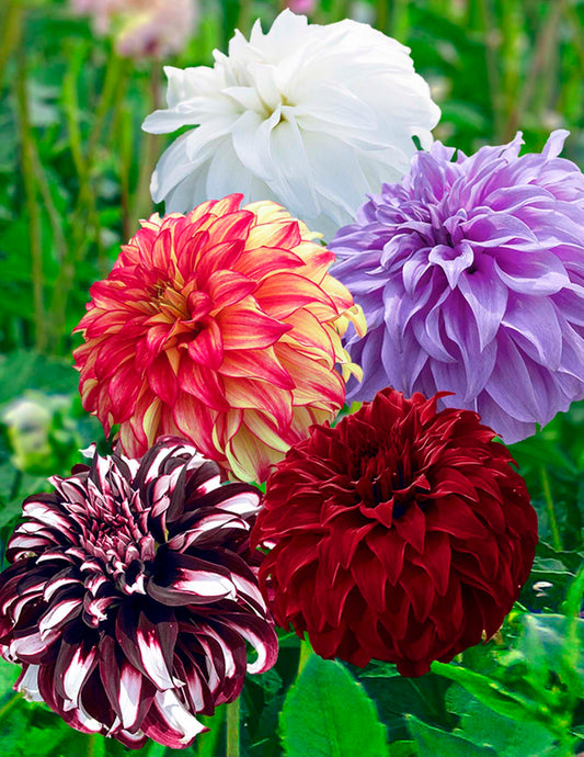 Giant Ball Dahlia Mix