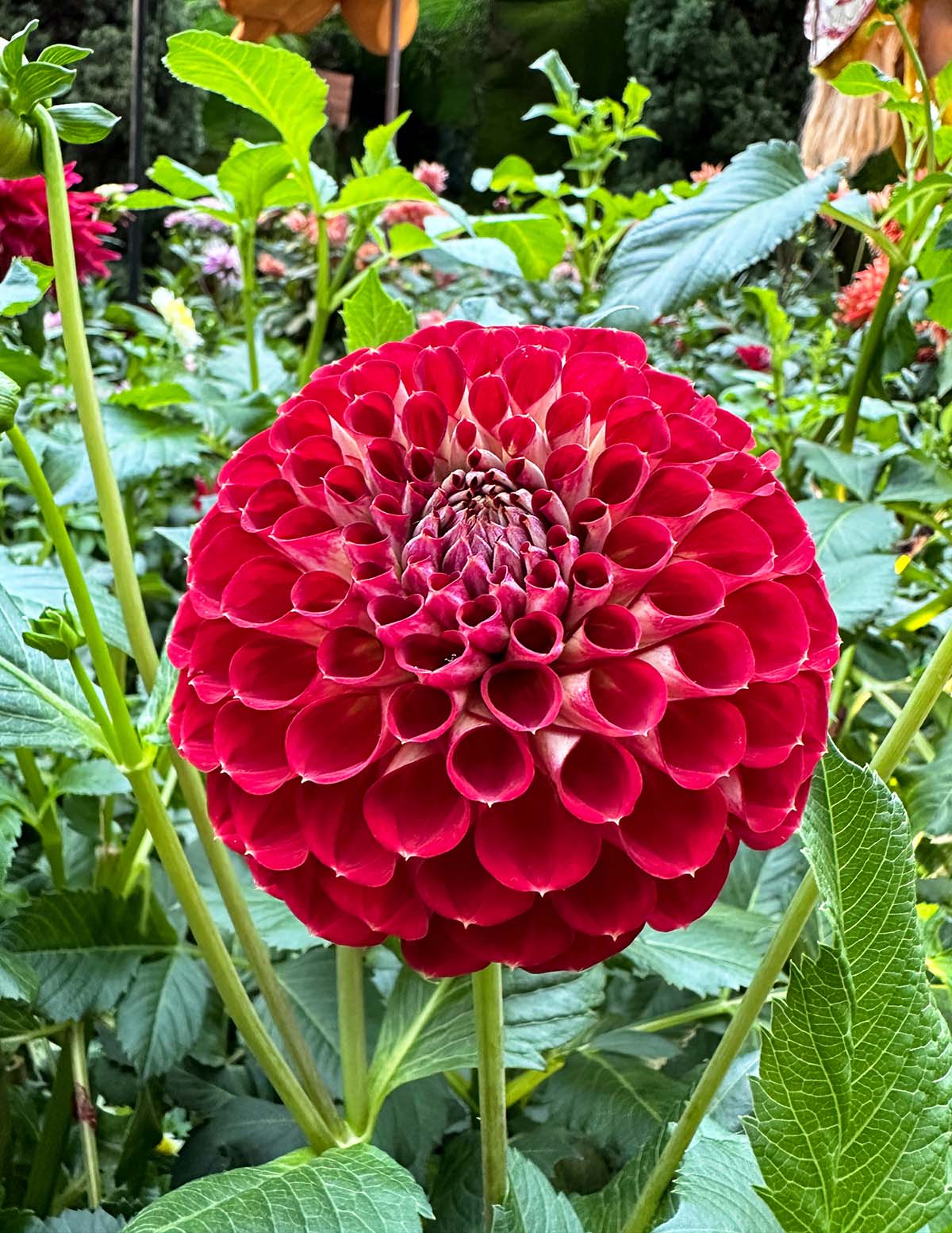 Giant Ball Dahlia Mix