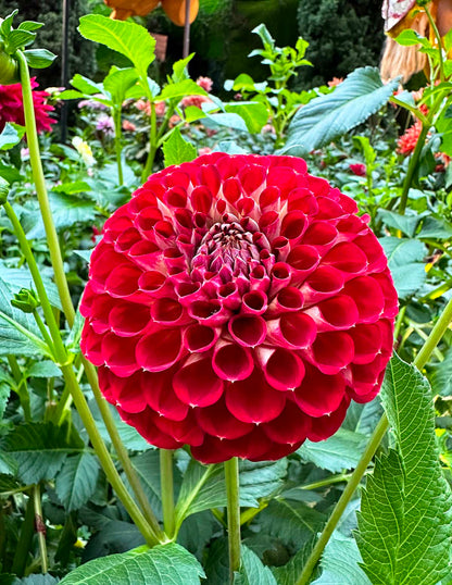 Giant Ball Dahlia Mix
