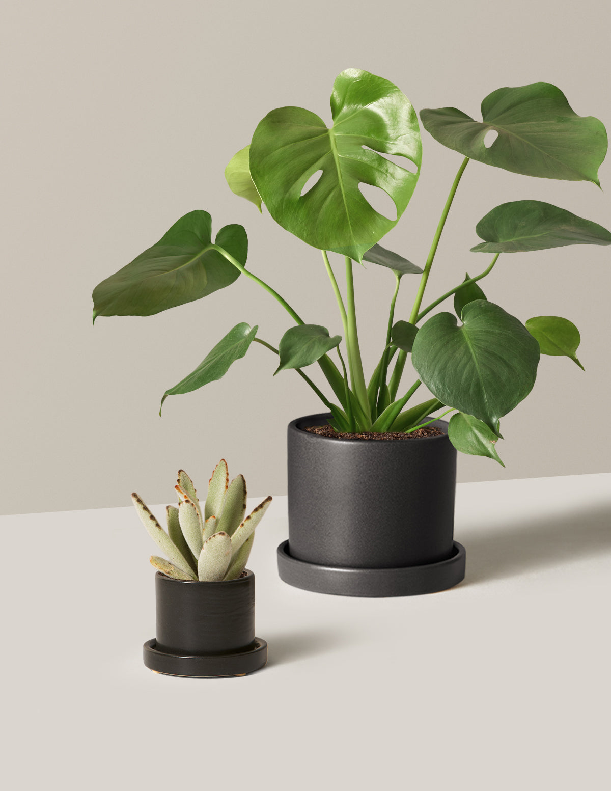 The Monstera & Hoya Duo | Shop Indoor Houseplants & Gifts