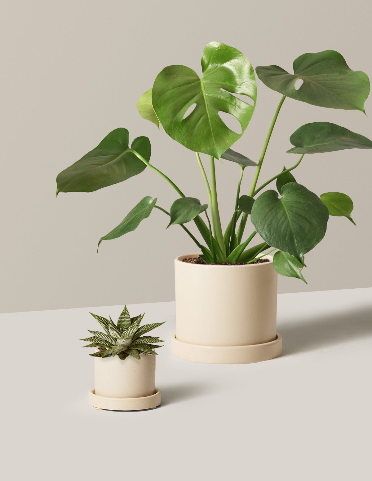 monstera plant gift The Monstera & Hoya Duo | Shop Indoor Houseplants & Gifts