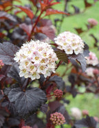 Ginger Wine® Ninebark
