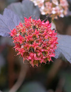 Ginger Wine® Ninebark